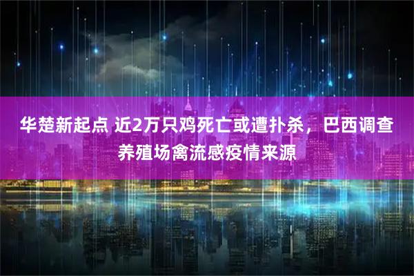 华楚新起点 近2万只鸡死亡或遭扑杀，巴西调查养殖场禽流感疫情来源